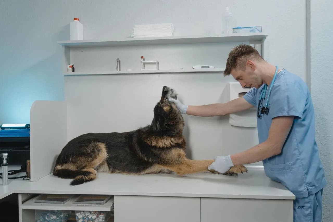 Veterinary Practices