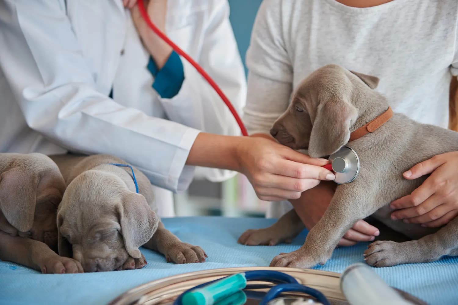 Independent Veterinary Clinics