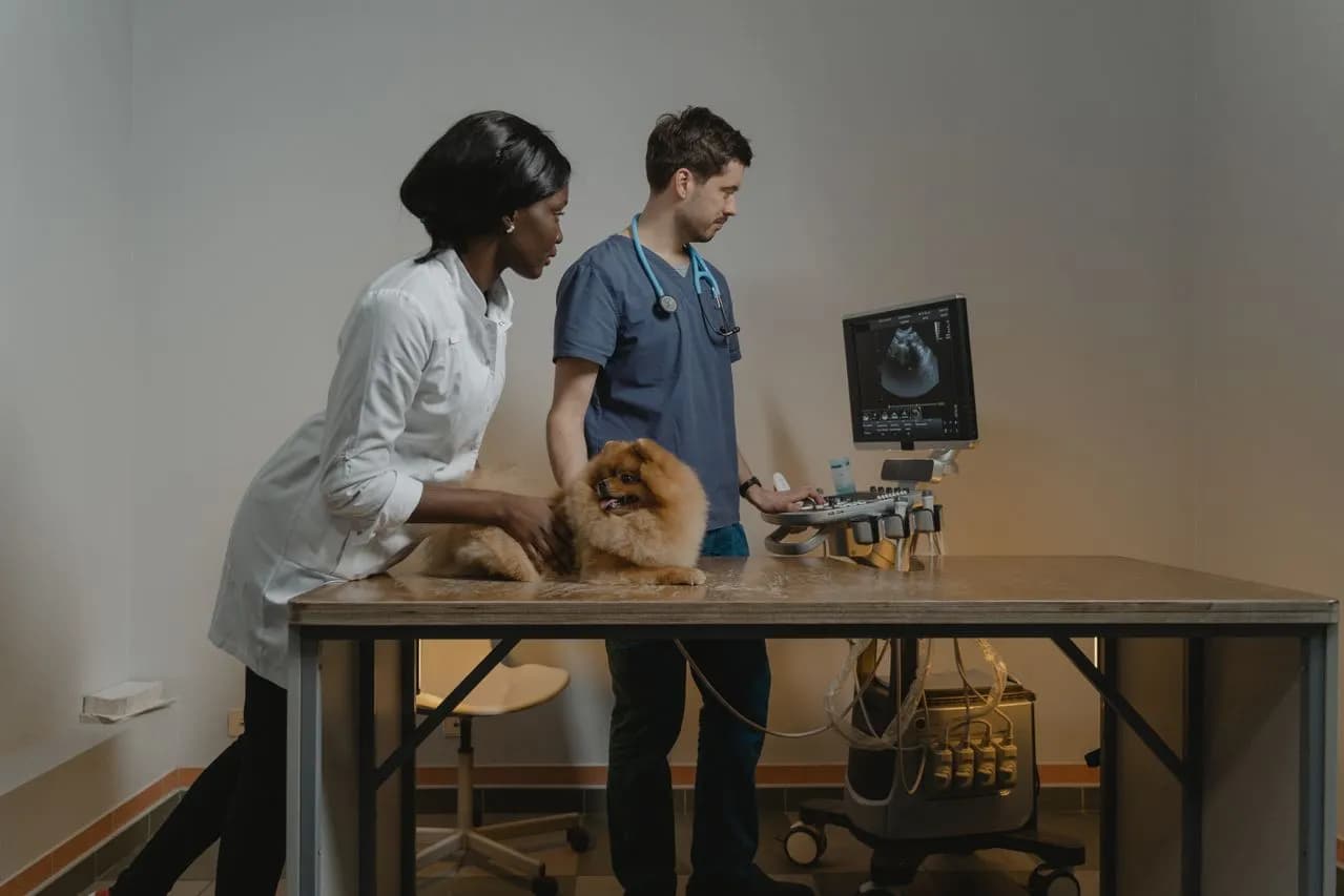 Emergency & Out-of-Hours Veterinary Care
