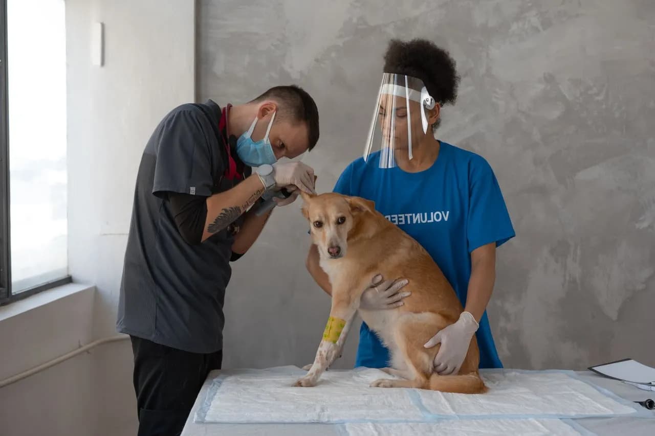 Multi-Vet & Multi-Location Practices