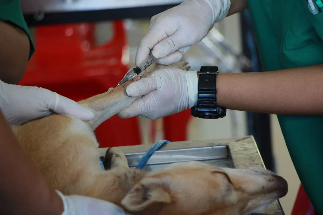 Animal Rehabilitation & Therapy Centres